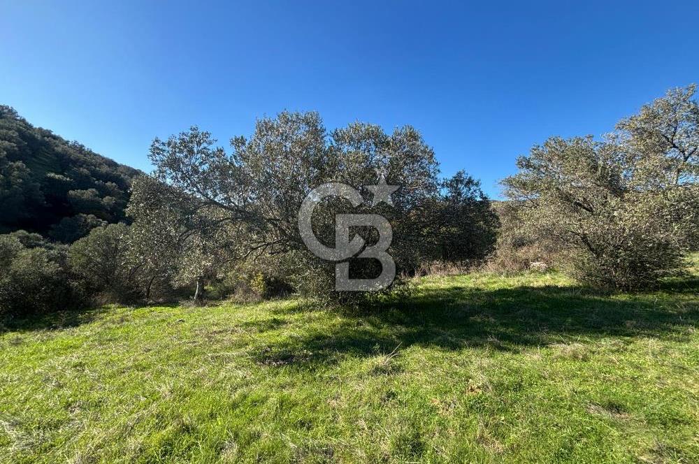 İZMİR BERGAMA ÇOK ACİL İHTİYAÇ NEDENİYLE FIRSAT YATIRIMLIK!