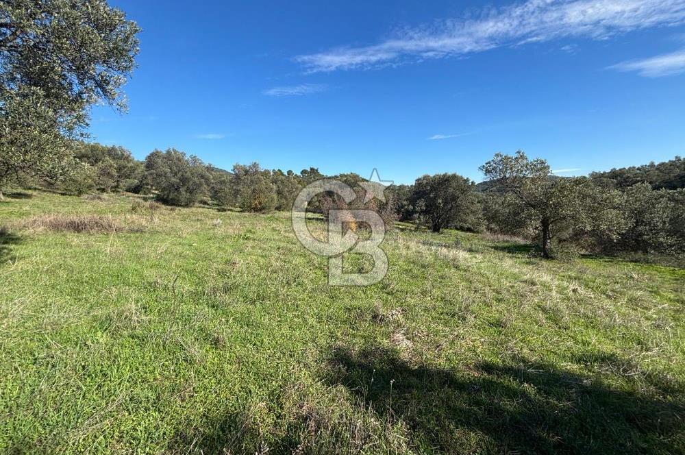 İZMİR BERGAMA ÇOK ACİL İHTİYAÇ NEDENİYLE FIRSAT YATIRIMLIK!