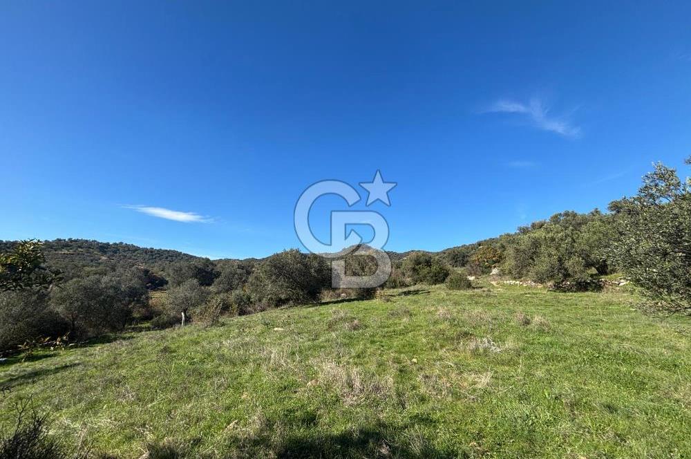 İZMİR BERGAMA ÇOK ACİL İHTİYAÇ NEDENİYLE FIRSAT YATIRIMLIK!