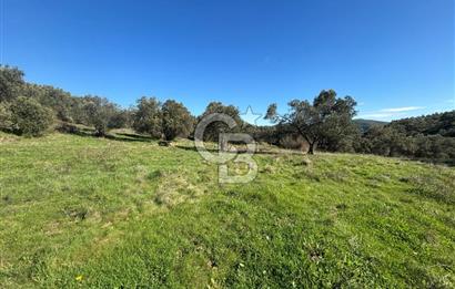 İZMİR BERGAMA ÇOK ACİL İHTİYAÇ NEDENİYLE FIRSAT YATIRIMLIK!