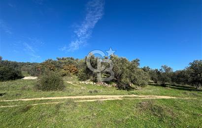 İZMİR BERGAMA ÇOK ACİL İHTİYAÇ NEDENİYLE FIRSAT YATIRIMLIK!