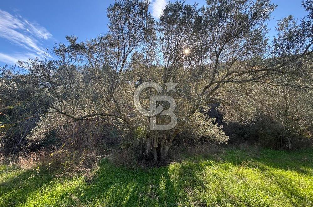 İZMİR BERGAMA ÇOK ACİL İHTİYAÇ NEDENİYLE FIRSAT YATIRIMLIK!