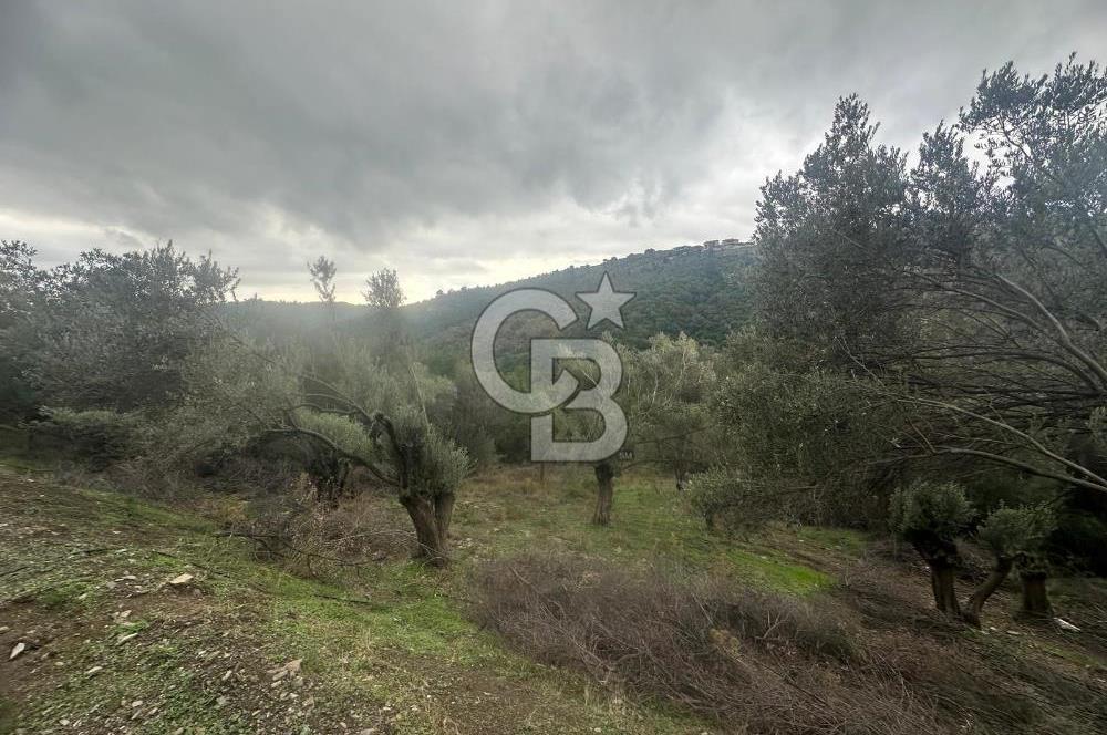 İzmir Toscana sı Gödence köyünde kıymetli yer