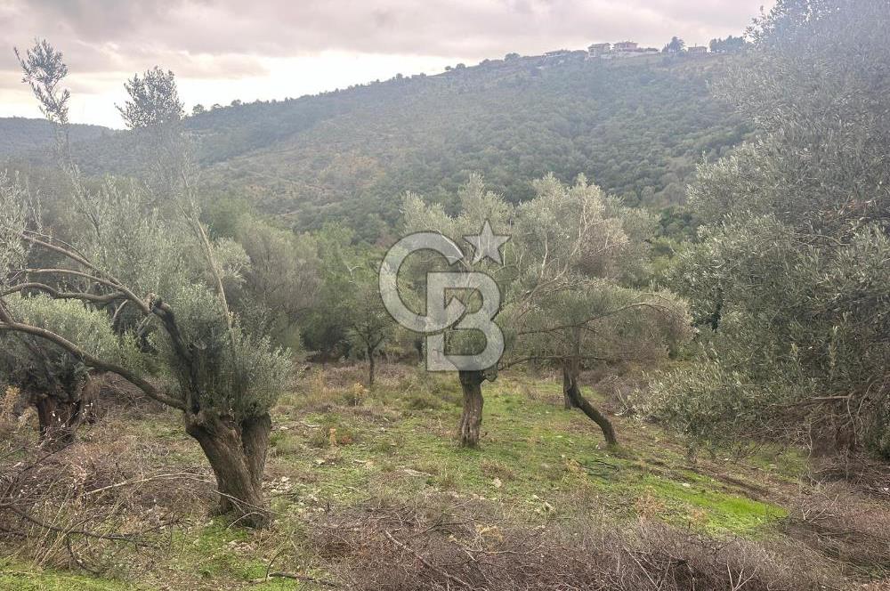 İzmir Toscana sı Gödence köyünde kıymetli yer