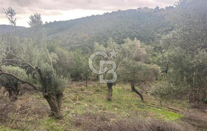 İzmir Toscana sı Gödence köyünde kıymetli yer