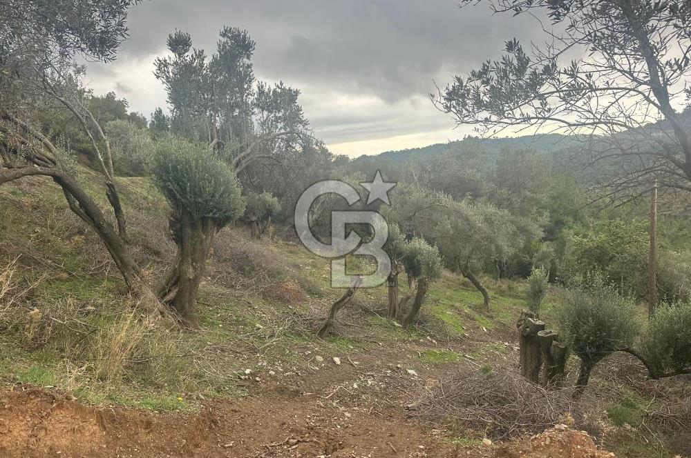 İzmir Toscana sı Gödence köyünde kıymetli yer