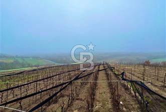 TEKİRDAĞ SÜLEYMANPAŞA KARACAKILAVUZ'DA YATIRIMLIK TARLA - 7 - 332623