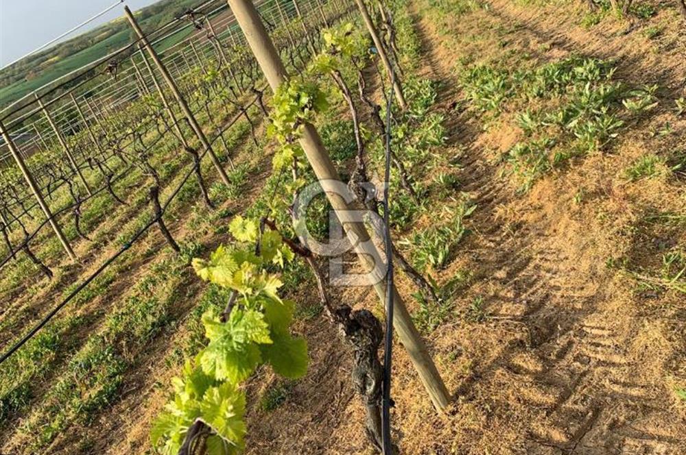 TEKİRDAĞ SÜLEYMANPAŞA KARACAKILAVUZ'DA YATIRIMLIK TARLA