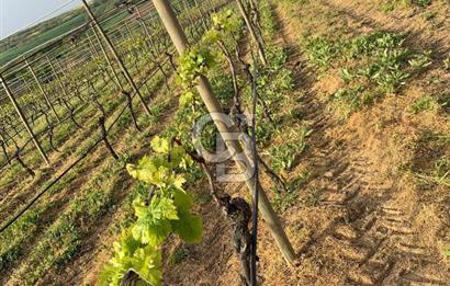 TEKİRDAĞ SÜLEYMANPAŞA KARACAKILAVUZ'DA YATIRIMLIK TARLA