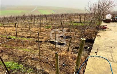 TEKİRDAĞ SÜLEYMANPAŞA KARACAKILAVUZ'DA YATIRIMLIK TARLA
