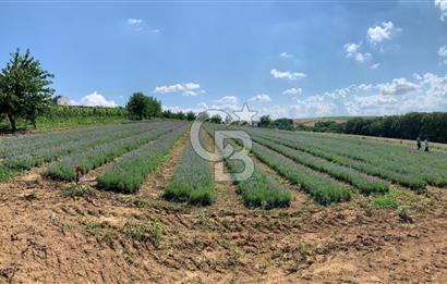 TEKİRDAĞ SÜLEYMANPAŞA KARACAKILAVUZ'DA YATIRIMLIK TARLA