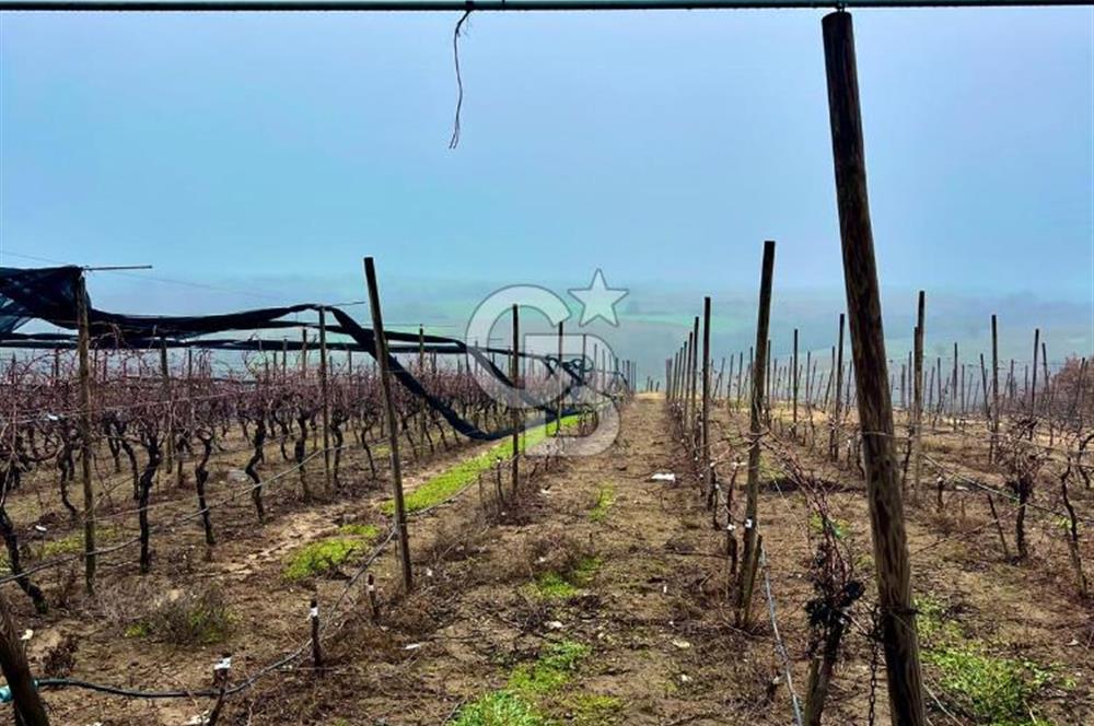 TEKİRDAĞ SÜLEYMANPAŞA KARACAKILAVUZ'DA YATIRIMLIK TARLA