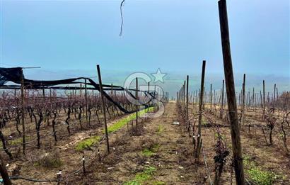 TEKİRDAĞ SÜLEYMANPAŞA KARACAKILAVUZ'DA YATIRIMLIK TARLA