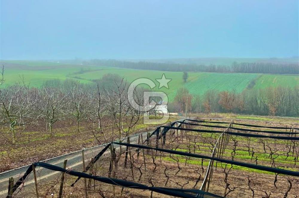 TEKİRDAĞ SÜLEYMANPAŞA KARACAKILAVUZ'DA YATIRIMLIK TARLA