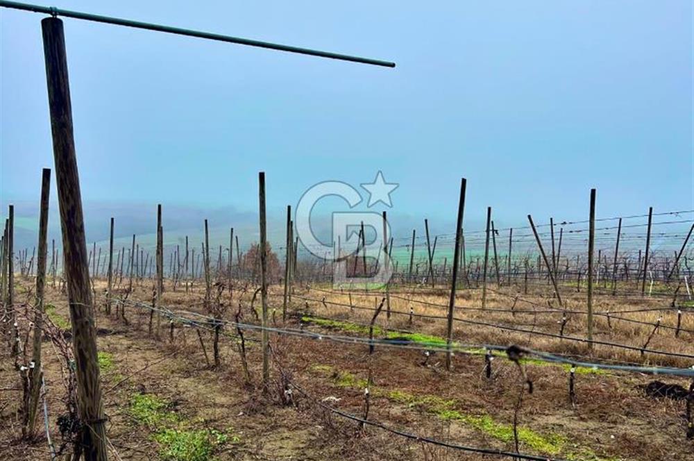 TEKİRDAĞ SÜLEYMANPAŞA KARACAKILAVUZ'DA YATIRIMLIK TARLA