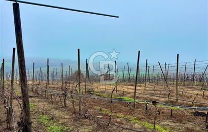 TEKİRDAĞ SÜLEYMANPAŞA KARACAKILAVUZ'DA YATIRIMLIK TARLA