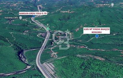 Doğa İçinde Ulaşımı Kolay Satılık 6185 m² Fındık Bahçesi
