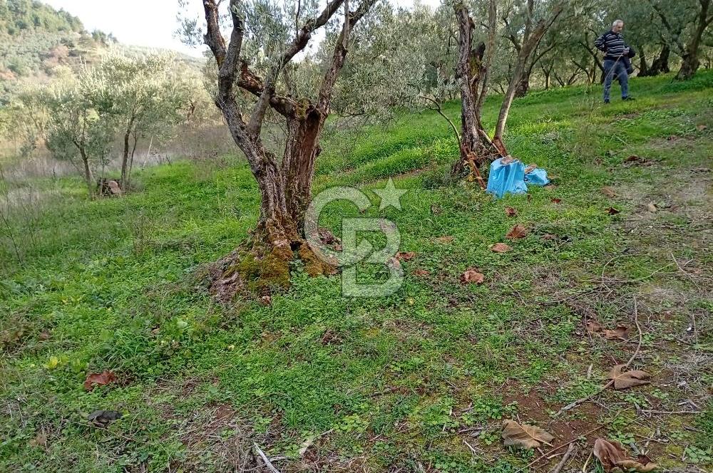 CB CLASS GÜNDOĞDU DENİZ MANZARALI TARLA