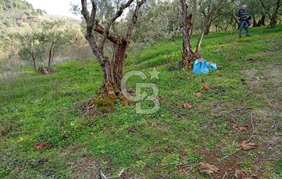 CB CLASS GÜNDOĞDU DENİZ MANZARALI TARLA