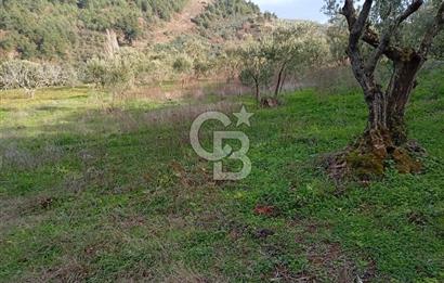 CB CLASS GÜNDOĞDU DENİZ MANZARALI TARLA