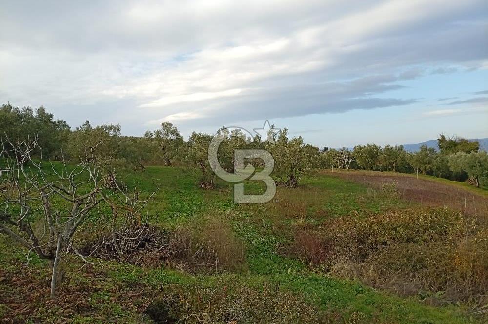 CB CLASS GÜNDOĞDU DENİZ MANZARALI TARLA