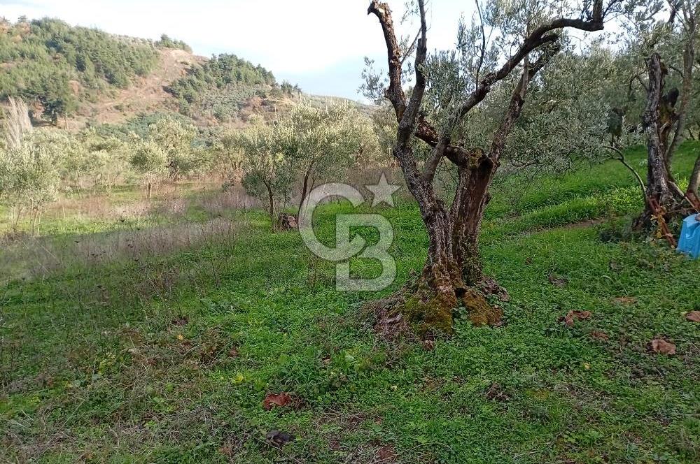 CB CLASS GÜNDOĞDU DENİZ MANZARALI TARLA