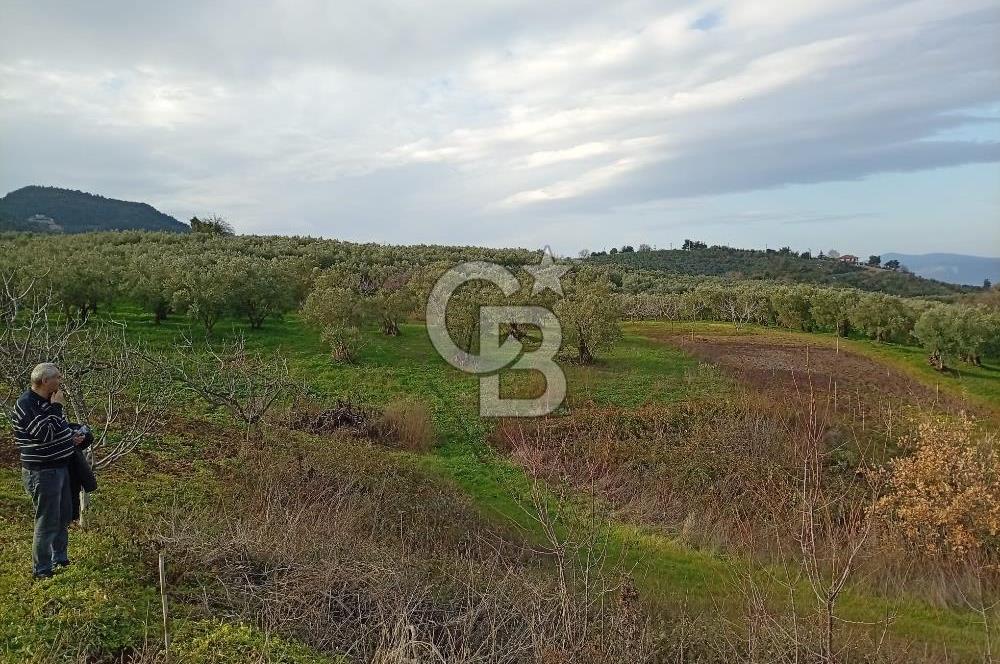 CB CLASS GÜNDOĞDU DENİZ MANZARALI TARLA