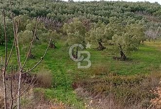 CB CLASS GÜNDOĞDU DENİZ MANZARALI TARLA - 2 - 332753