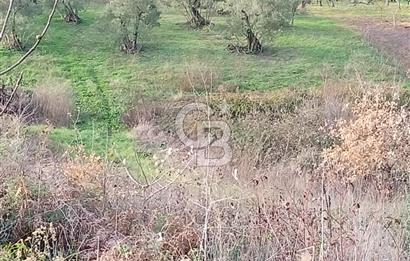 CB CLASS GÜNDOĞDU DENİZ MANZARALI TARLA