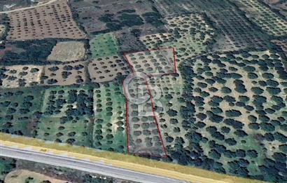 Aydın Karacasu Ataeymirde Anayola Cepheli Satılık Zeytinlik