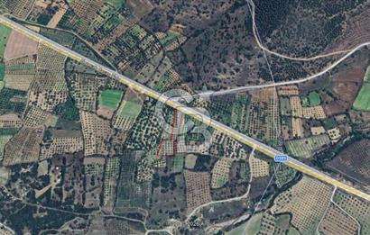 Aydın Karacasu Ataeymirde Anayola Cepheli Satılık Zeytinlik