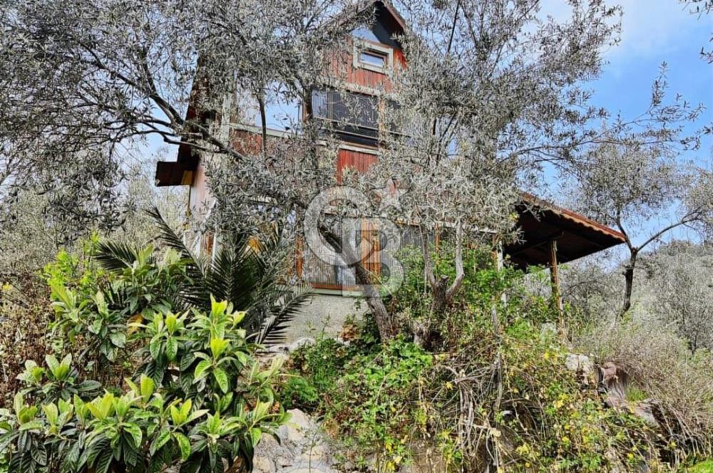 Adatepe – Mıhlı Şelalesi Yolu , dere ve şelale olan 11.738 m2 Zeytinlik