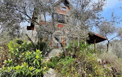 Adatepe – Mıhlı Şelalesi Yolu , dere ve şelale olan 11.738 m2 Zeytinlik