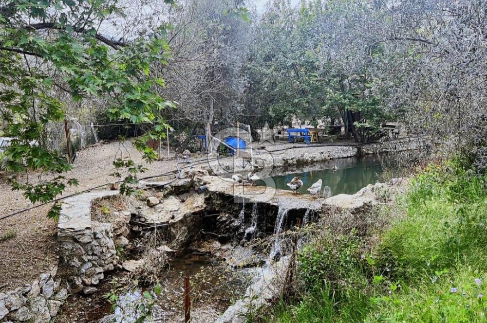 Adatepe – Mıhlı Şelalesi Yolu , dere ve şelale olan 11.738 m2 Zeytinlik