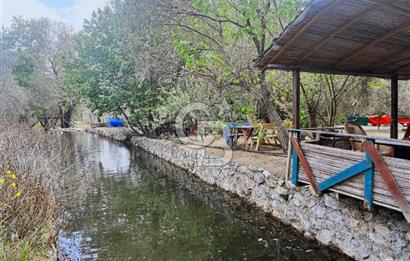 Adatepe – Mıhlı Şelalesi Yolu , dere ve şelale olan 11.738 m2 Zeytinlik