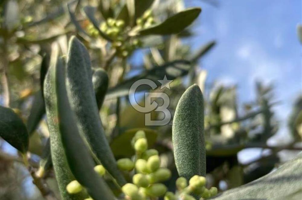 Aydın Karacasu Ataeymirde Anayola Cepheli Satılık Zeytinlik