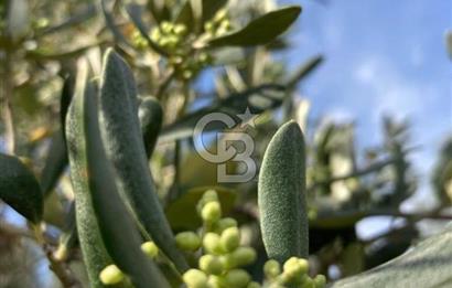 Aydın Karacasu Ataeymirde Anayola Cepheli Satılık Zeytinlik