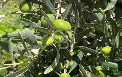 Aydın Karacasu Ataeymirde Anayola Cepheli Satılık Zeytinlik