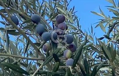 Aydın Karacasu Ataeymirde Anayola Cepheli Satılık Zeytinlik