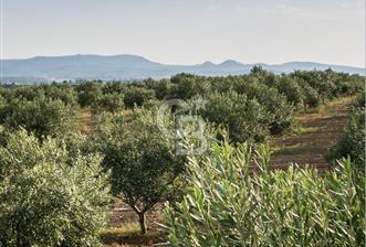 Aydın Karacasu Ataeymirde Anayola Cepheli Satılık Zeytinlik - 1 - 332824