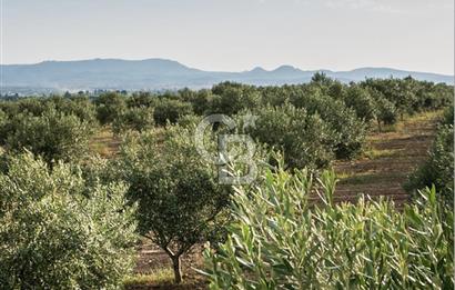 Aydın Karacasu Ataeymirde Anayola Cepheli Satılık Zeytinlik