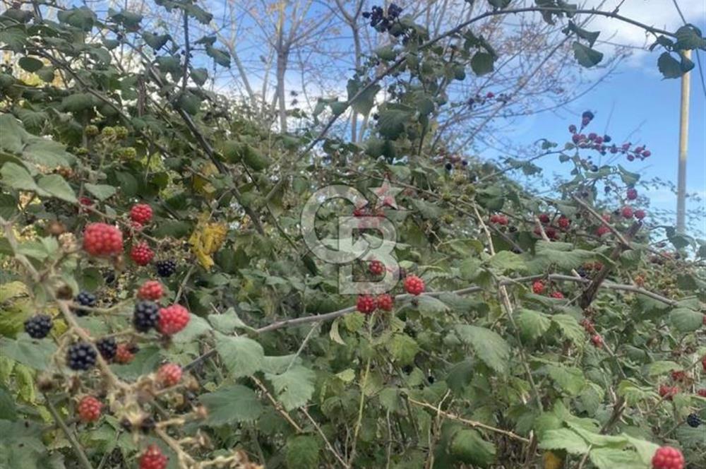İzmit Merkezde Konut İmarlı Arsa