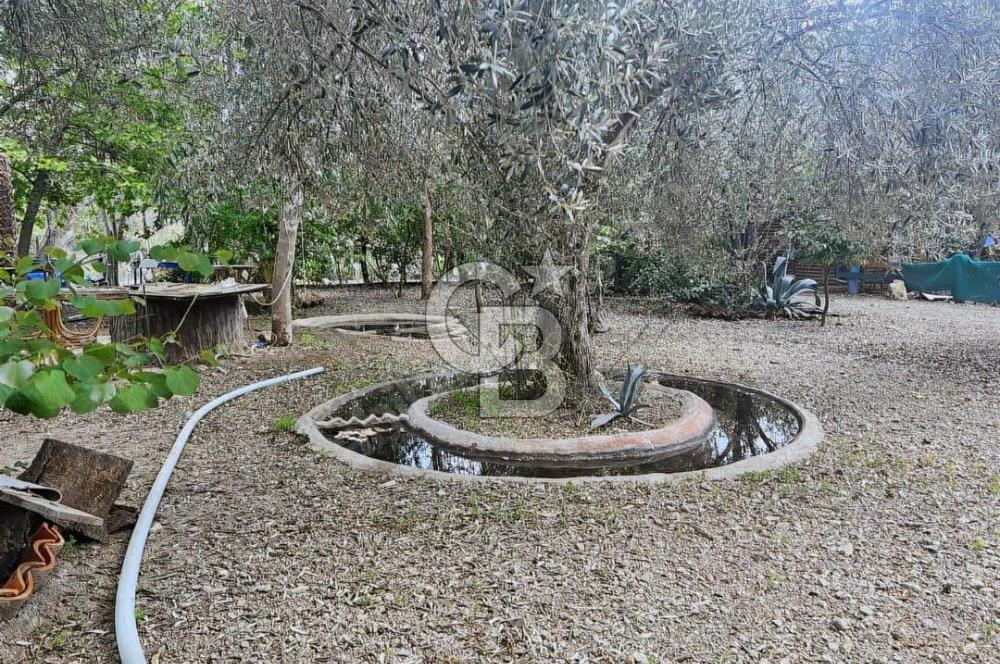 Adatepe – Mıhlı Şelalesi Yolu , dere ve şelale olan 11.738 m2 Zeytinlik