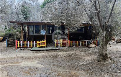 Adatepe – Mıhlı Şelalesi Yolu , dere ve şelale olan 11.738 m2 Zeytinlik