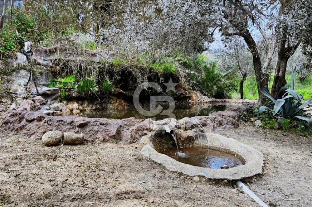 Adatepe – Mıhlı Şelalesi Yolu , dere ve şelale olan 11.738 m2 Zeytinlik