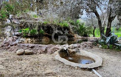 Adatepe – Mıhlı Şelalesi Yolu , dere ve şelale olan 11.738 m2 Zeytinlik