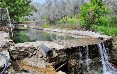 Adatepe – Mıhlı Şelalesi Yolu , dere ve şelale olan 11.738 m2 Zeytinlik