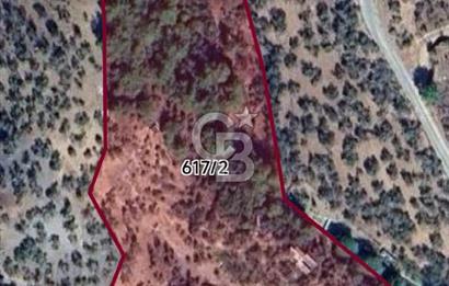 Adatepe – Mıhlı Şelalesi Yolu , dere ve şelale olan 11.738 m2 Zeytinlik