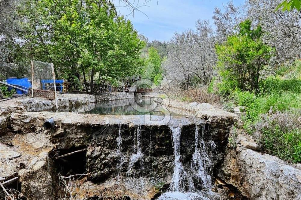 Adatepe – Mıhlı Şelalesi Yolu , dere ve şelale olan 11.738 m2 Zeytinlik