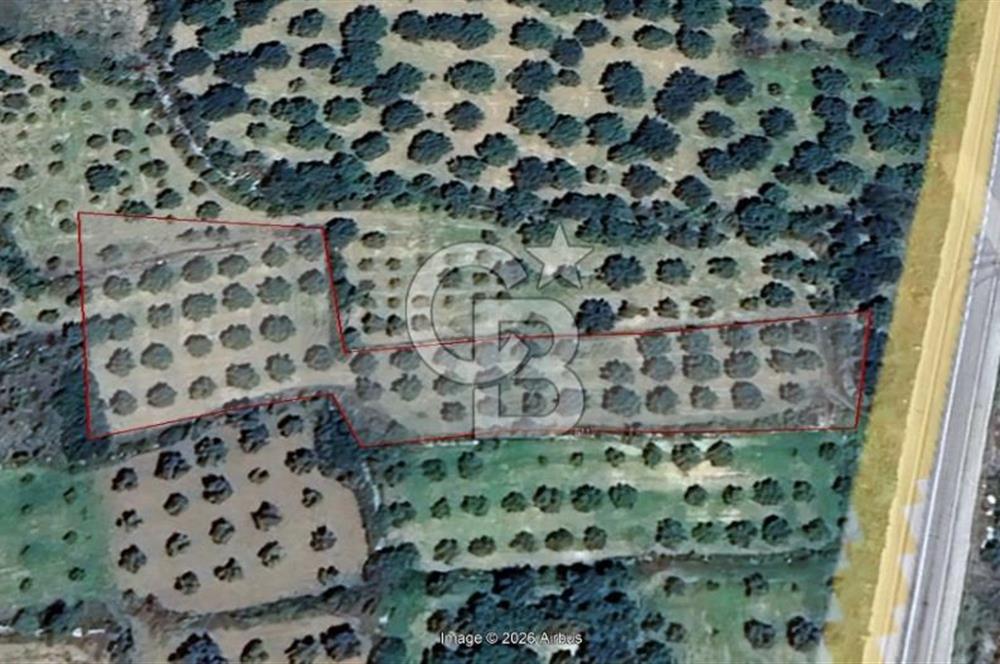 Aydın Karacasu Ataeymirde Anayola Cepheli Satılık Zeytinlik